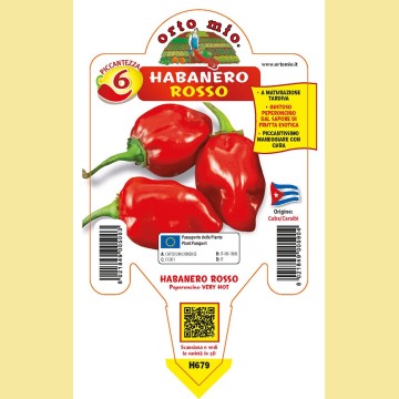 Peperoncino piccante HOT - Habanero red - 1 pianta vaso 10 - Orto Mio