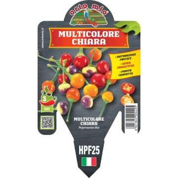Peperoncino piccante HOT - Multicolore tondo Chiara - 1 pianta vaso 14 - Orto Mio