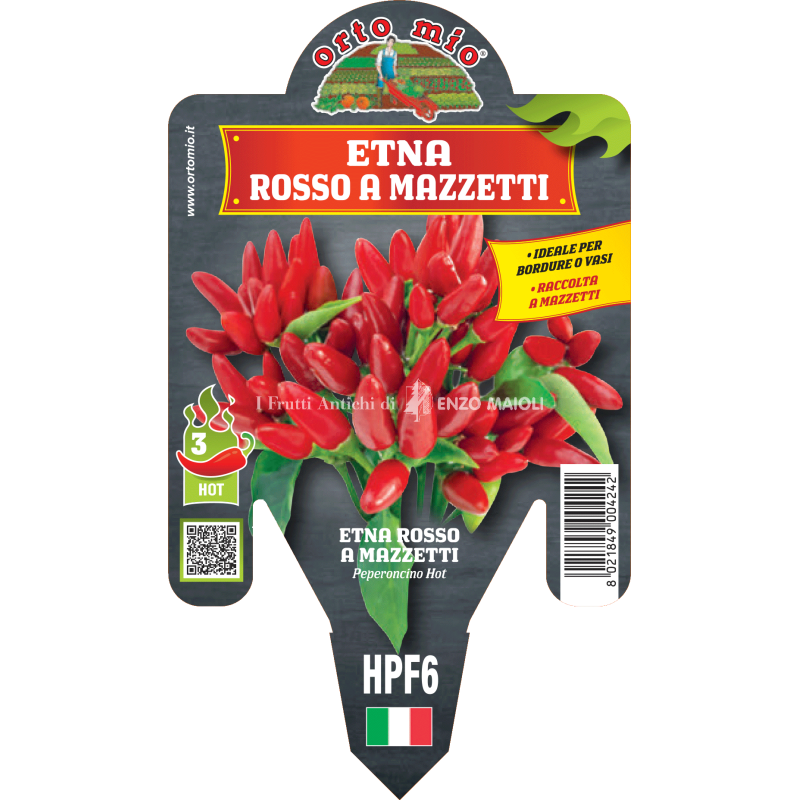 Peperoncino piccante HOT - Mazzetti rosso Etna - 1 pianta vaso 14 - Orto Mio