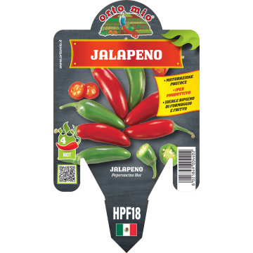 Peperoncino piccante HOT - Jalapeno - 1 pianta vaso 14 - Orto Mio
