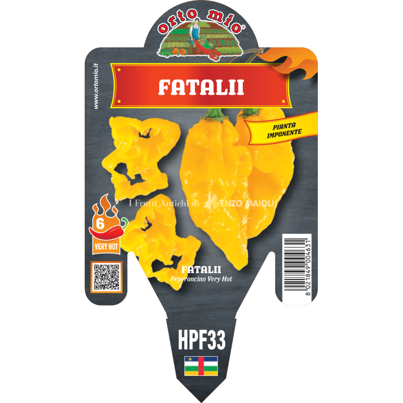 Peperoncino piccante HOT - Fatalii - 1 pianta vaso 14 - Orto Mio