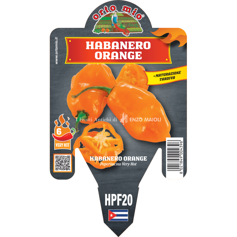 Peperoncino piccante HOT - Habanero arancio - 1 pianta vaso 14 - Orto Mio