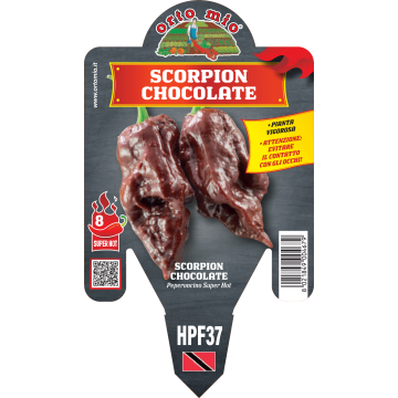Peperoncino piccante HOT - Scorpion chocolate - 1 pianta vaso 14 - Orto Mio