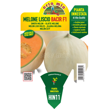 Melone liscio - Bacir F1 - 1 pianta innestata vaso 14 - Orto Mio