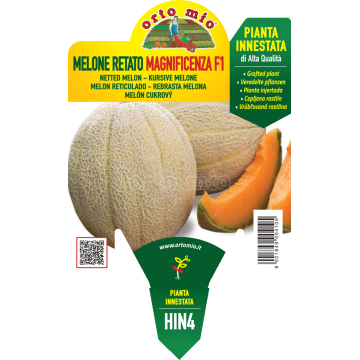 Melone retato con fetta - Magnificenza F1 - 1 pianta innestata vaso 14 - Orto Mio