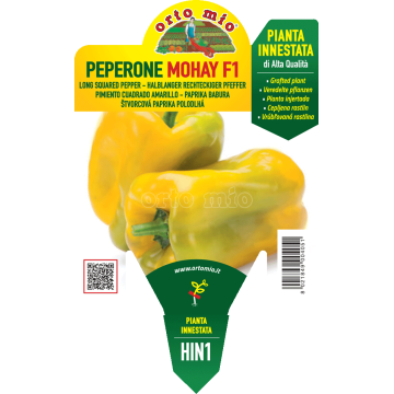 Peperone giallo - Mohay F1 - 1 pianta innestata vaso 14 - Orto Mio