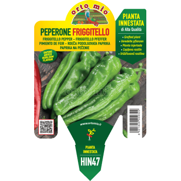 Peperone friggitello - Torricello F1 - 1 pianta innestata vaso 14 - Orto Mio