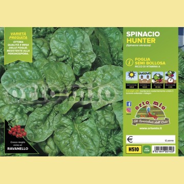 Spinacio Ricciolo F1 - 9 piante - Orto Mio
