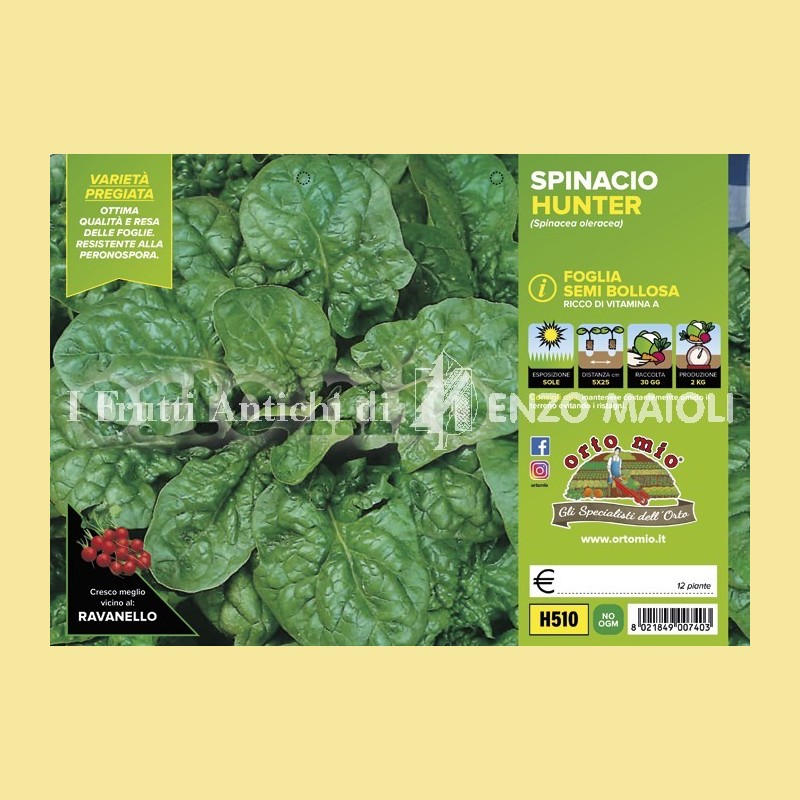Spinacio Ricciolo F1 - 9 piante - Orto Mio