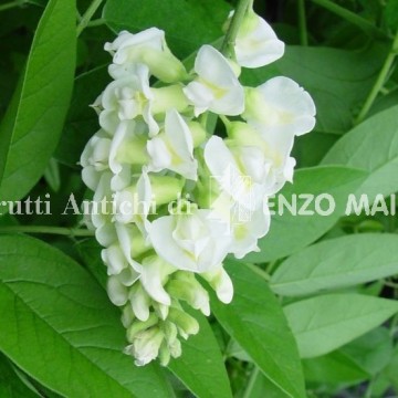 Glicine a fiore bianco - Wisteria Frutescens Nivea