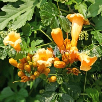 Bignonia a fiore giallo - Campsis radicans Flava