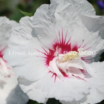 Hibiscus syriacus French Point