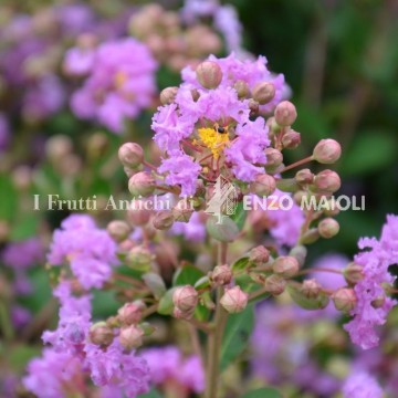 Lagerstroemia indica nana Petit Orchid
